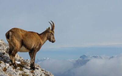 Le Grand Veymont (2341m) 